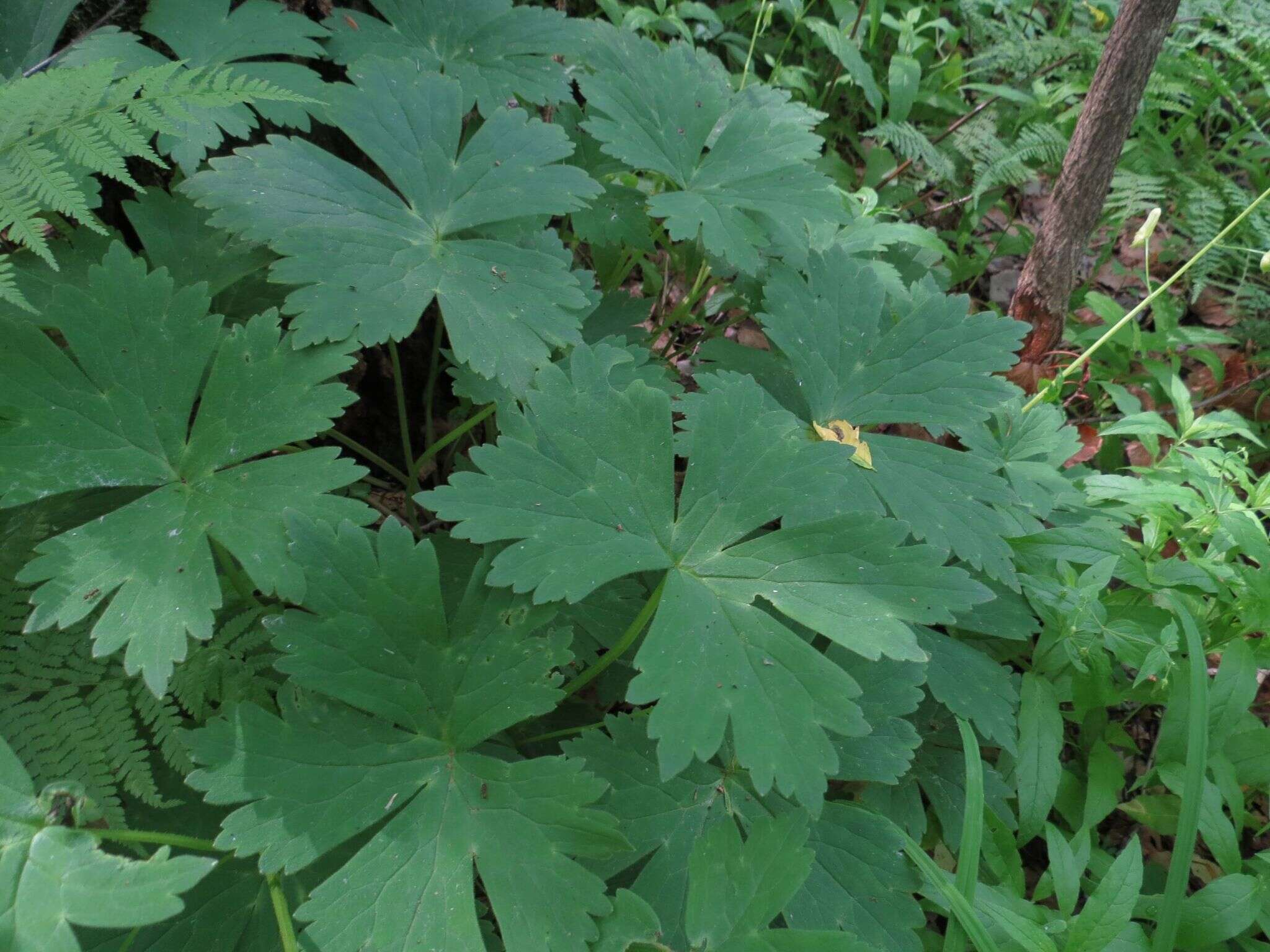 Imagem de Aconitum ranunculoides Turcz.