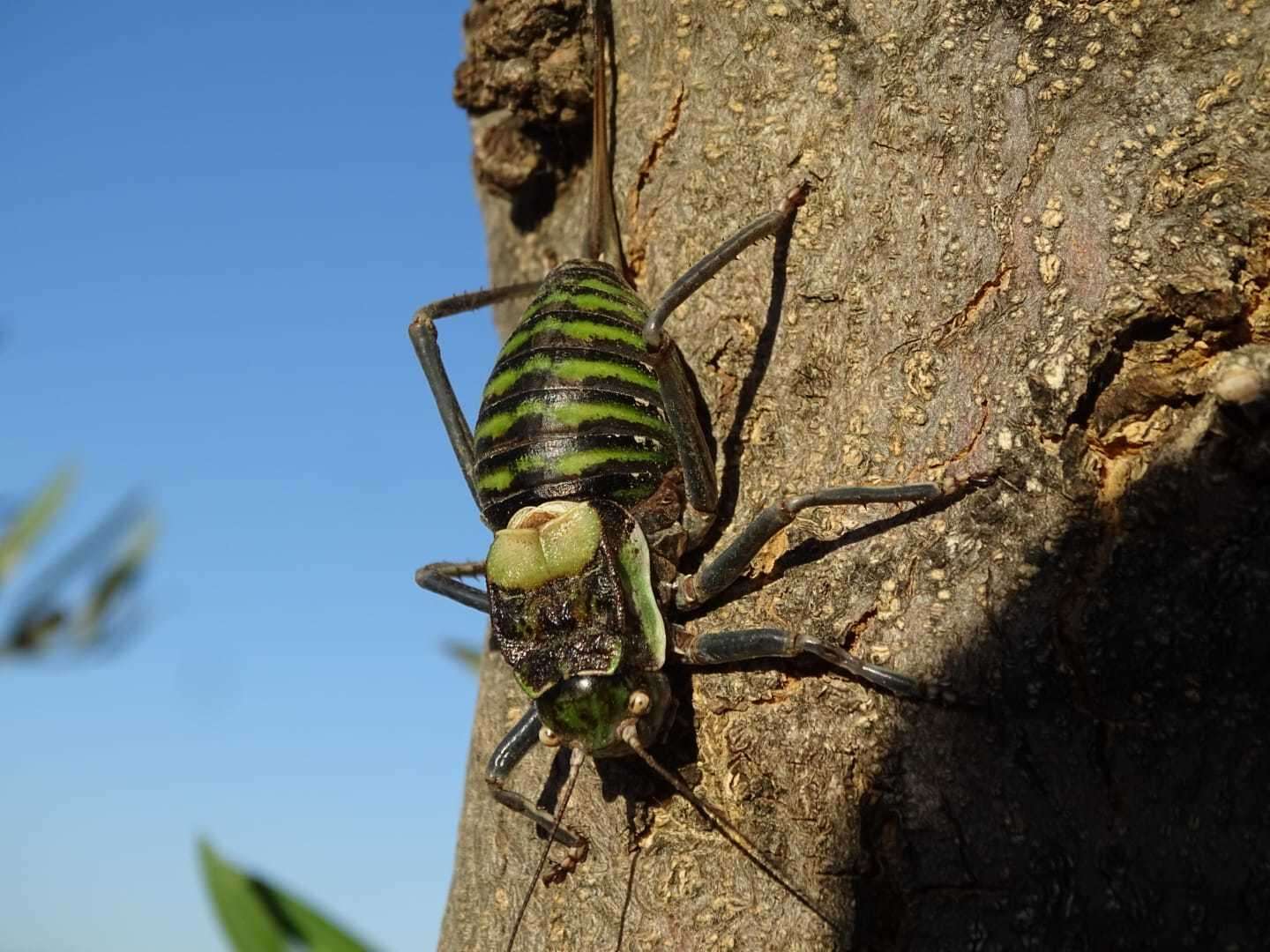 Image of Pycnogaster (Pycnogaster) valentini Pinedo 1987