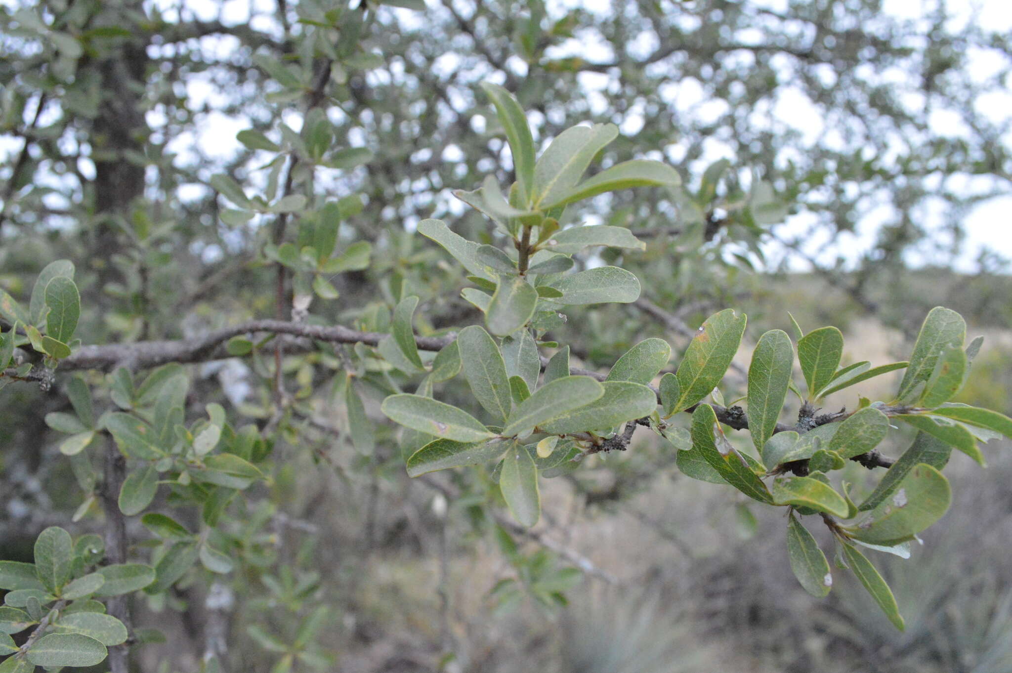 Image de Tabebuia nodosa (Griseb.) Griseb.