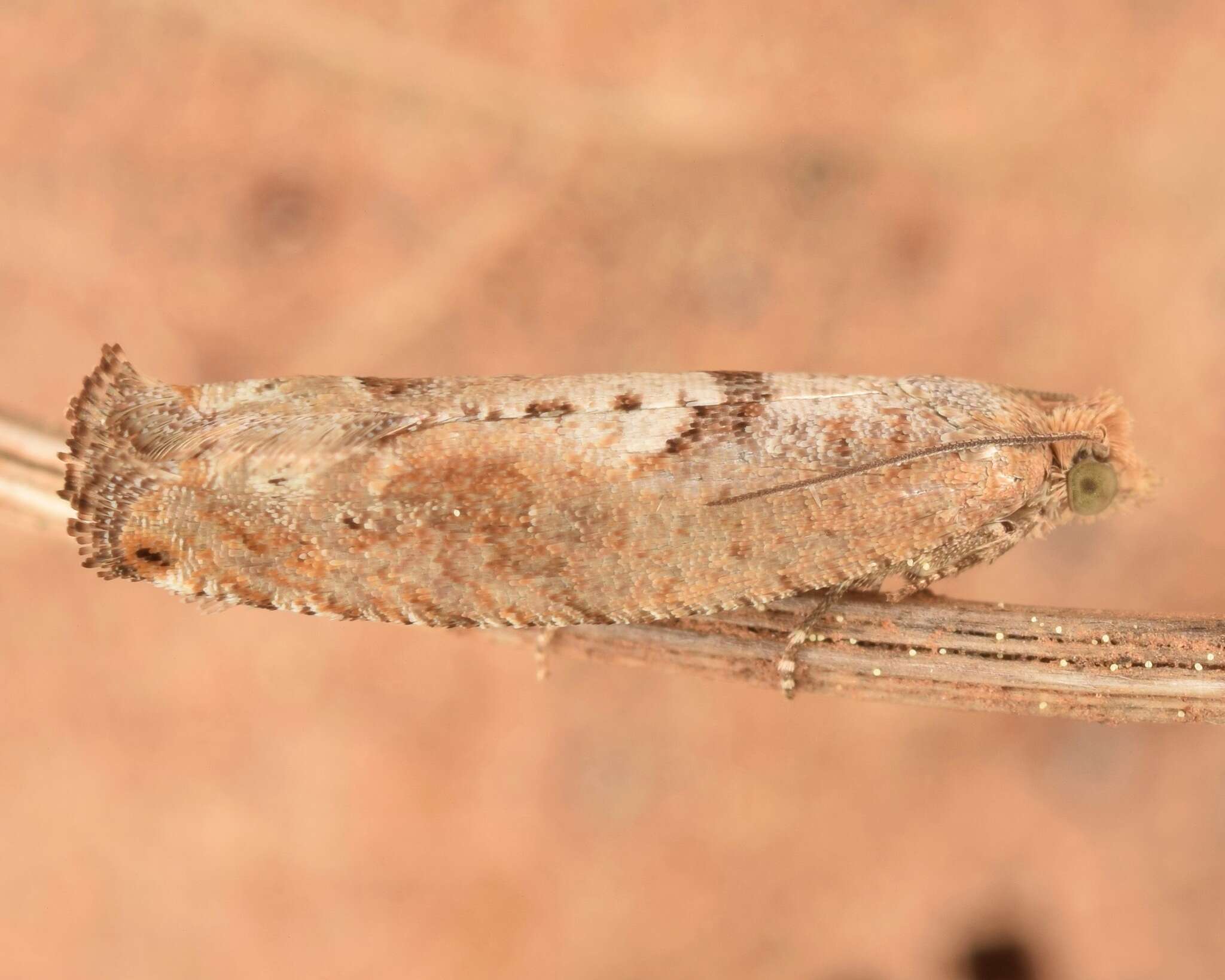 Image of Pseudexentera sepia Miller 1986