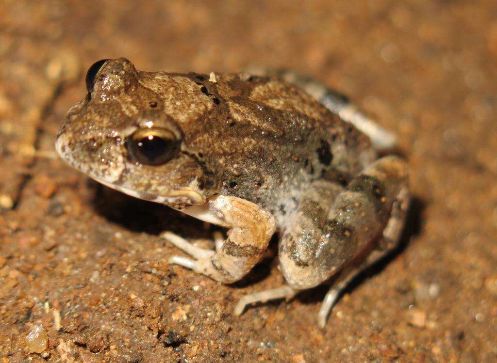 Image of Natal Sand Frog