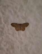 Image of Idaea libycata Bartel 1906