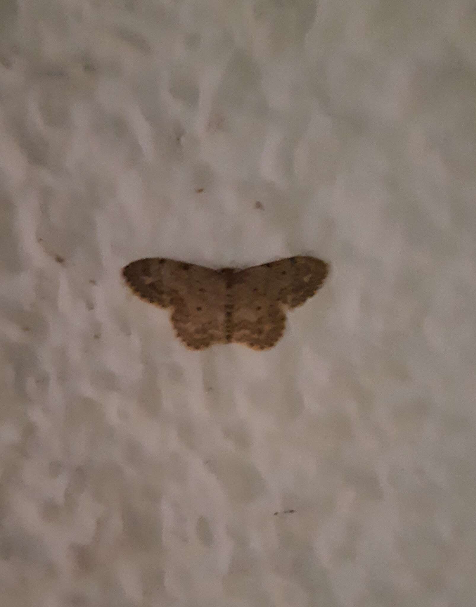 Image of Idaea libycata Bartel 1906