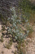 Image of Cryptantha barbigera var. barbigera