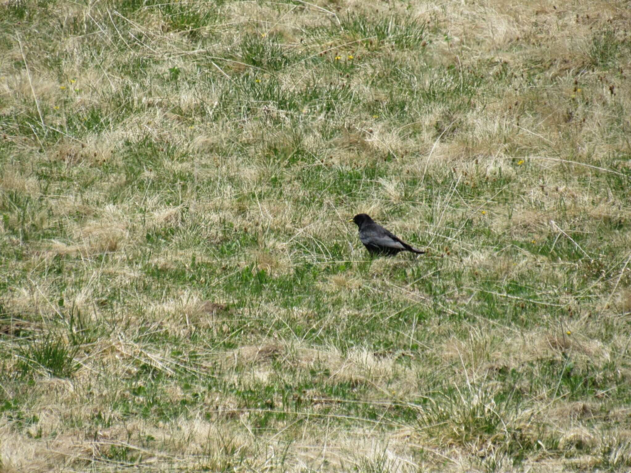 Image of Alpine Chough