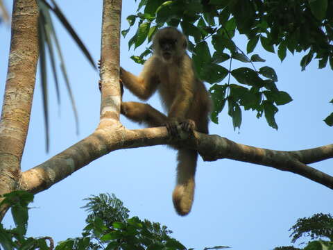 Image of Spix's white-fronted capuchin