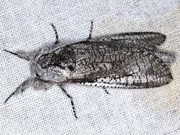 Image of Endoxyla secta Lucas 1898