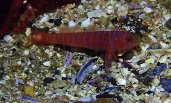 Image of Zebra goby