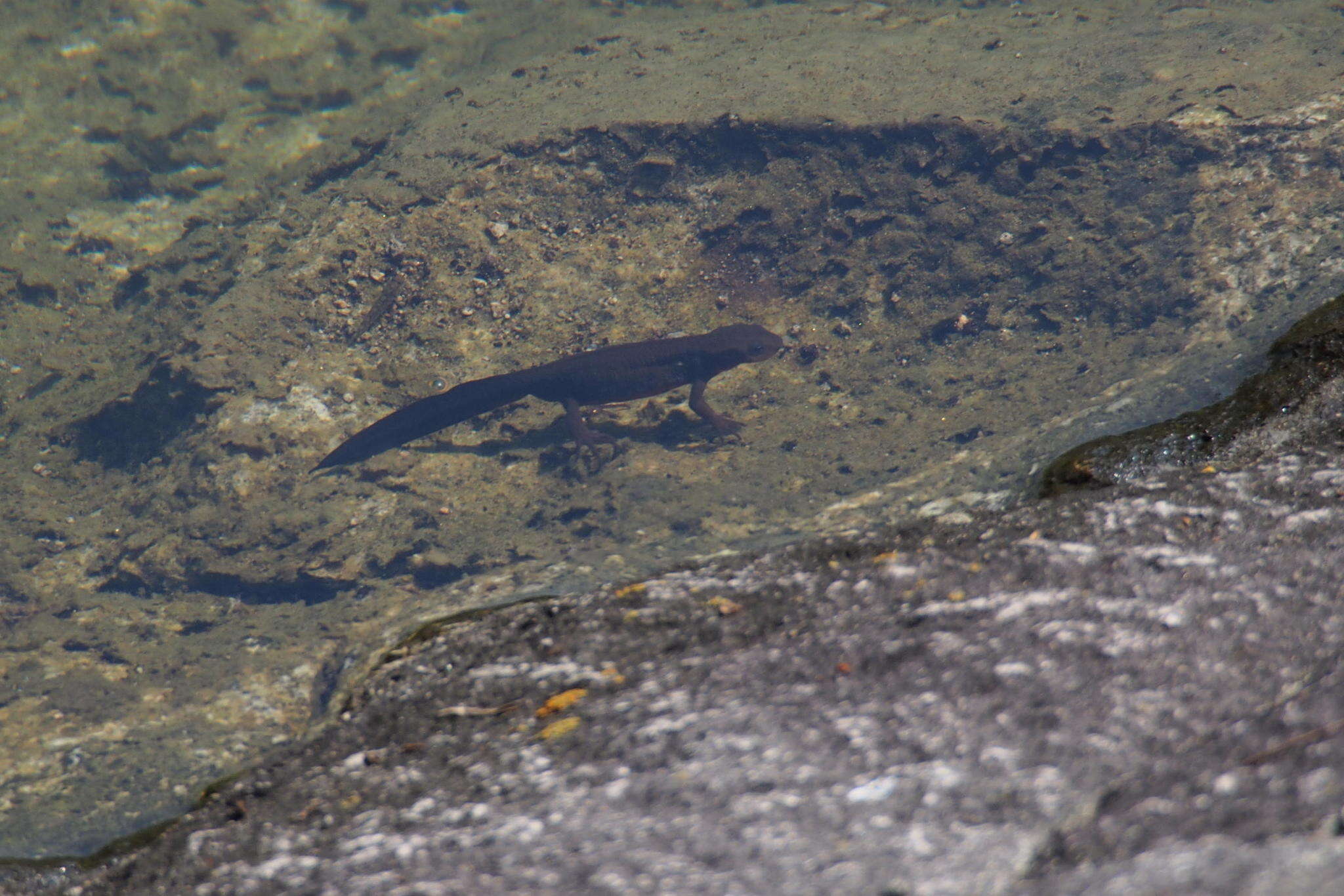 Image of Japanese Fire-bellied Newt