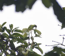 Image of Grey-headed Parakeet