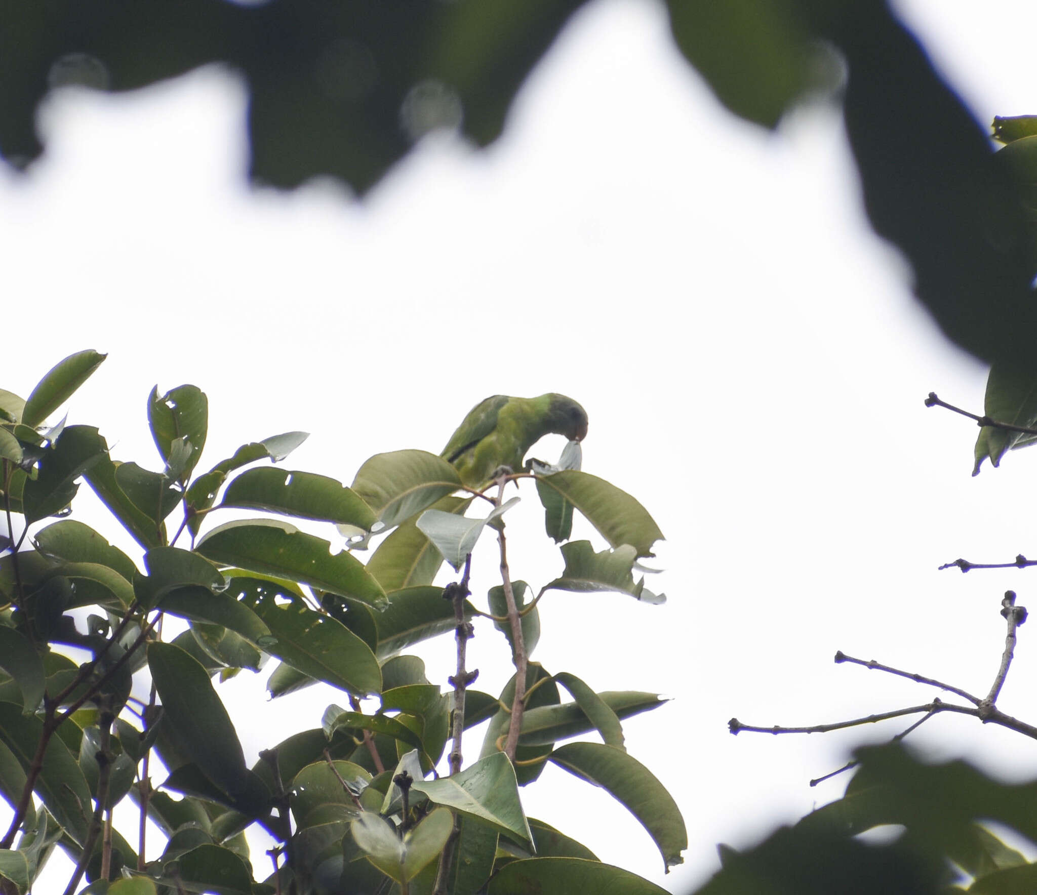 Image of Grey-headed Parakeet