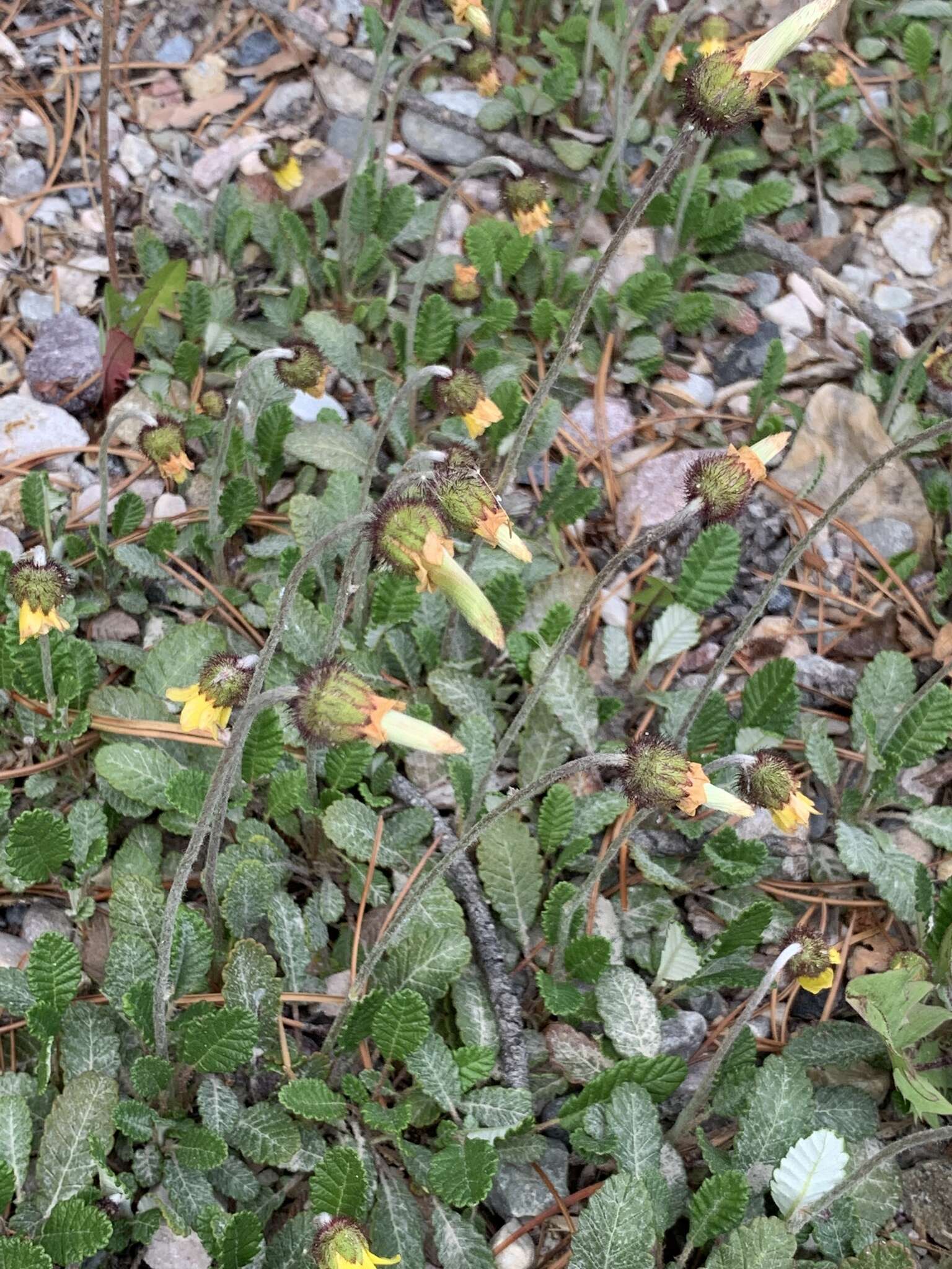 Image of Drummond's mountain-avens