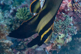 Image of Longfin batfish