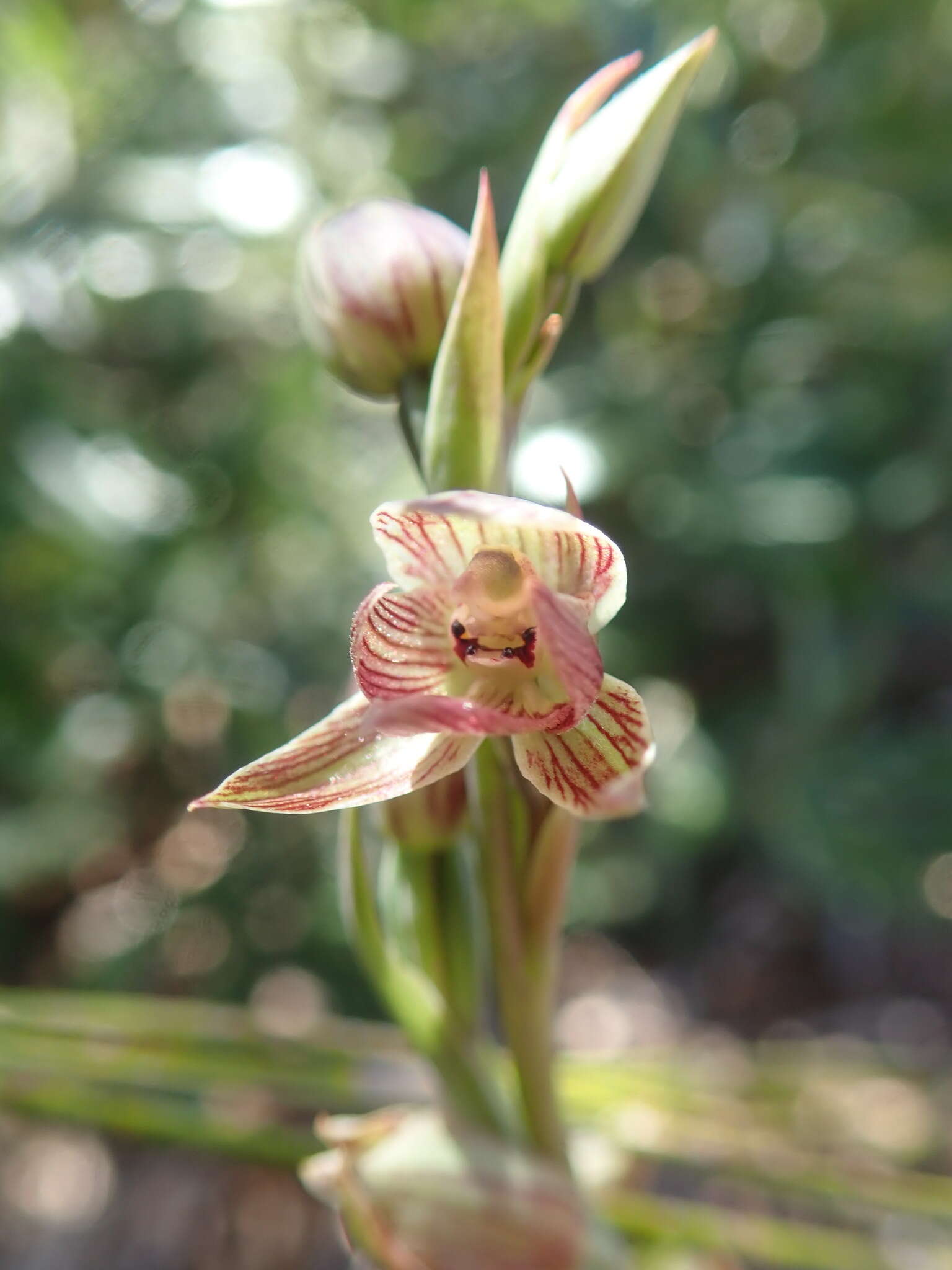 Calochilus robertsonii Benth.的圖片