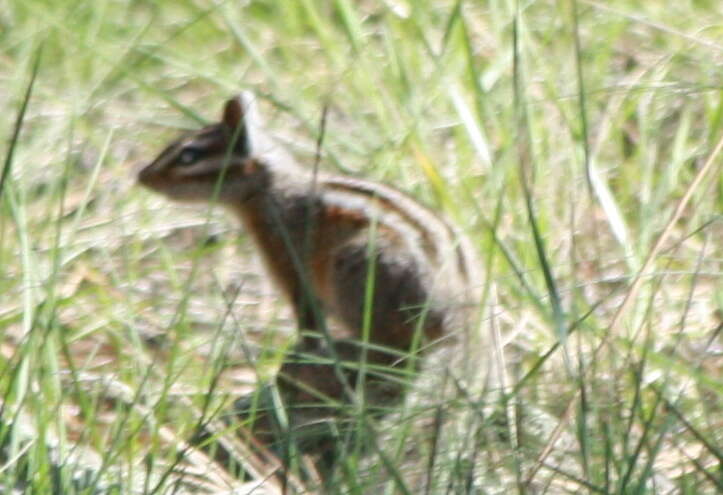 Image of Gray-collared Chipmunk