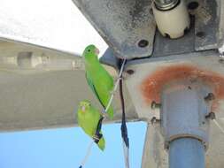 Image of Green-rumped Parrotlet