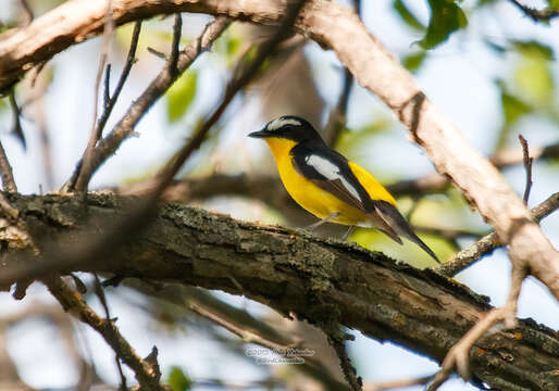 Image de Gobemouche à croupion jaune