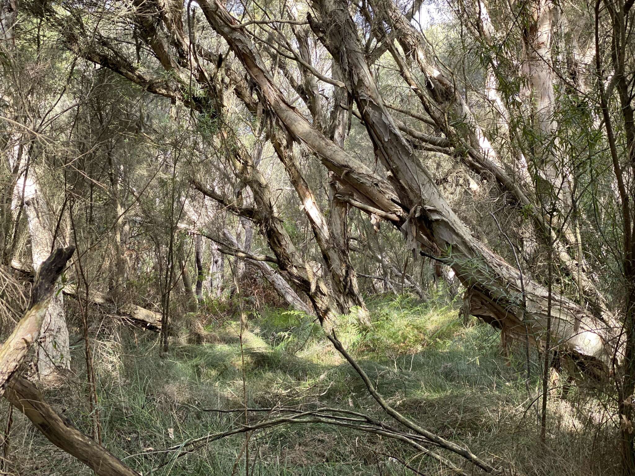 Image de Melaleuca rhaphiophylla Schau.