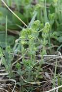 Image of Cruciata glabra subsp. krylovii (Iljin) E. G. Naumova