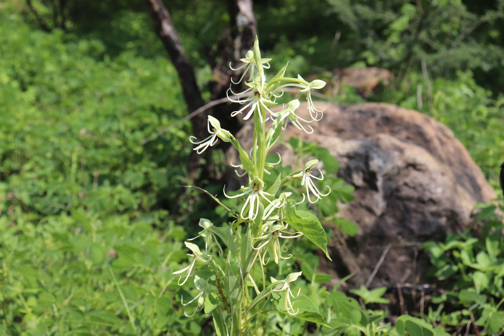 Habenaria macroceratitis Willd.的圖片