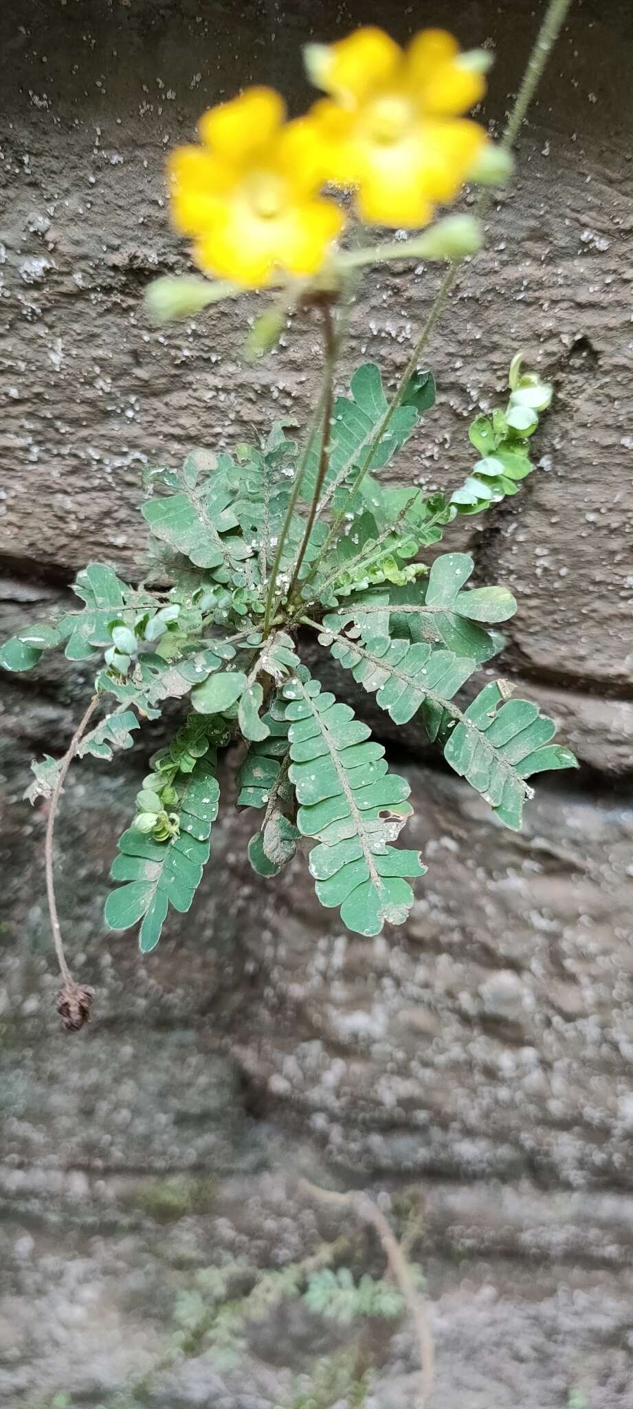 Image of Biophytum sensitivum (L.) DC.