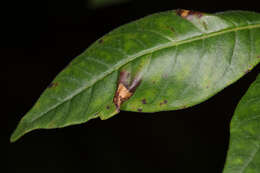 Imagem de Caloptilia rhoifoliella (Chambers 1876)