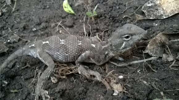 Image of Calotes minor (Hardwicke & Gray 1827)