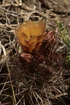 Image of Austrocactus philippii (Regel & Schmidt) Buxb.