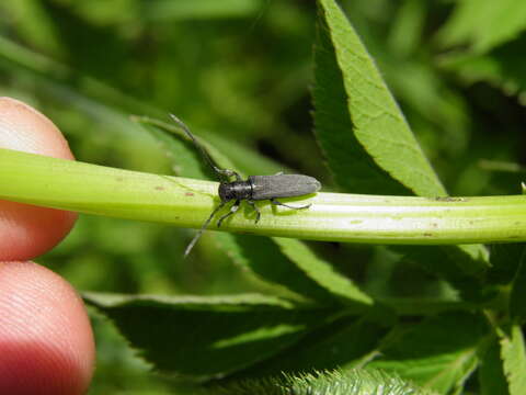 Слика од Phytoecia nigricornis (Fabricius 1782)