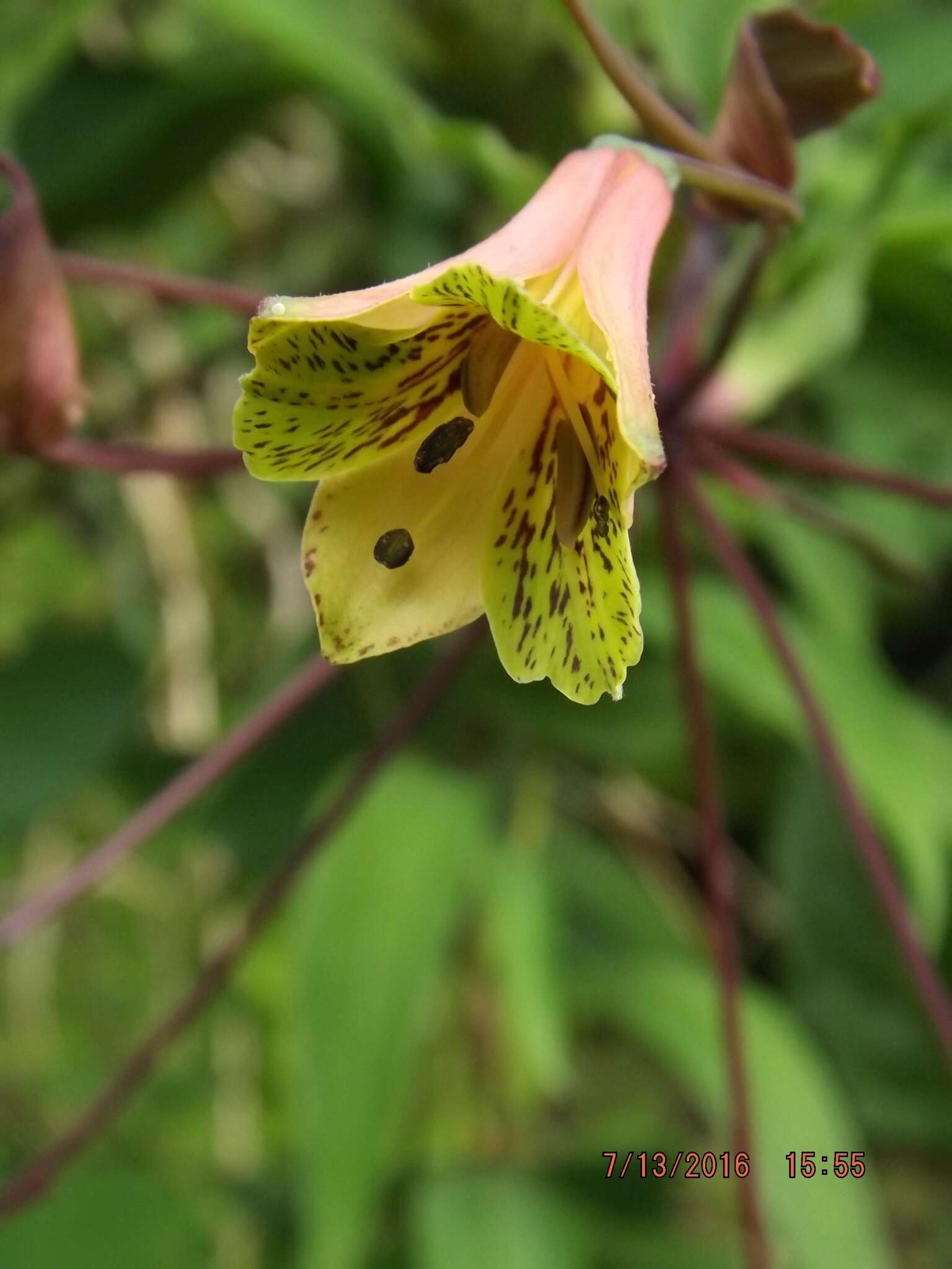 Image of Bomarea edulis (Tussac) Herb.