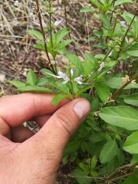 Imagem de Ocimum filamentosum Forssk.