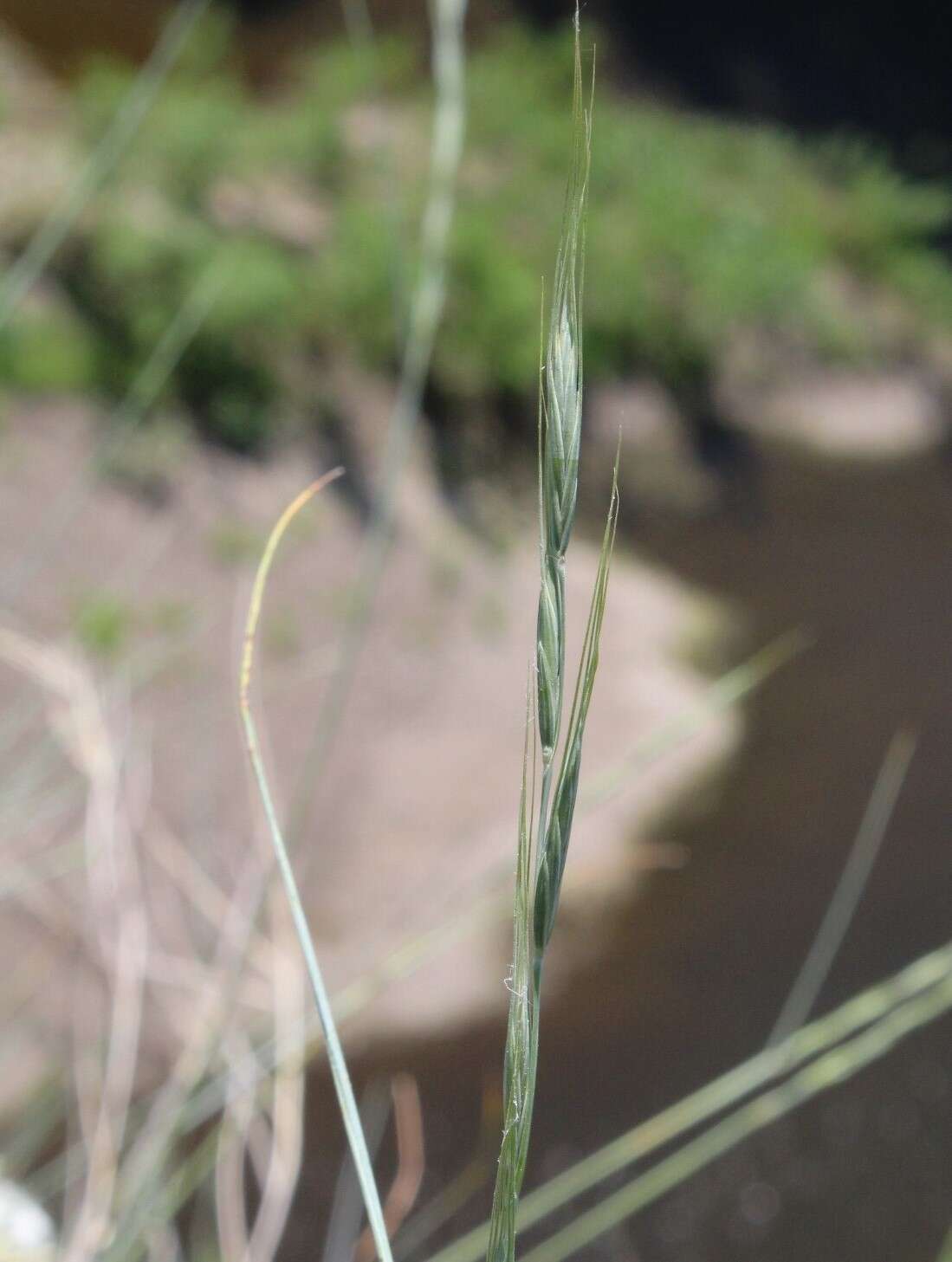 Image of Elymus reflexiaristatus (Nevski) Melderis