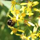 Слика од <i>Bombus soroeensis proteus</i>