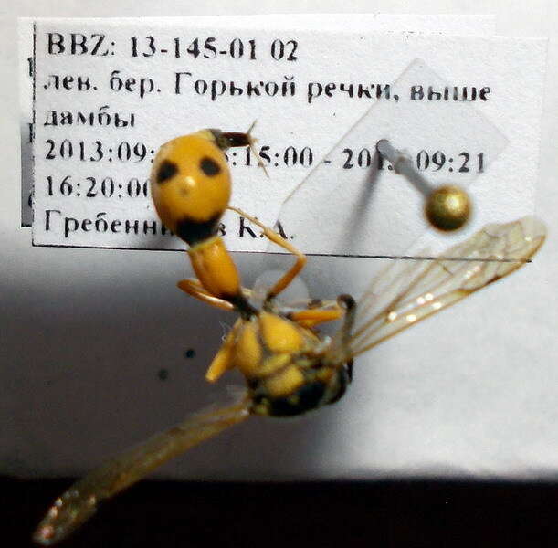 Слика од Eumenes tripunctatus (Christ 1791)