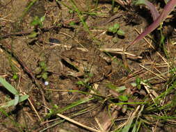 Image of rufous frog