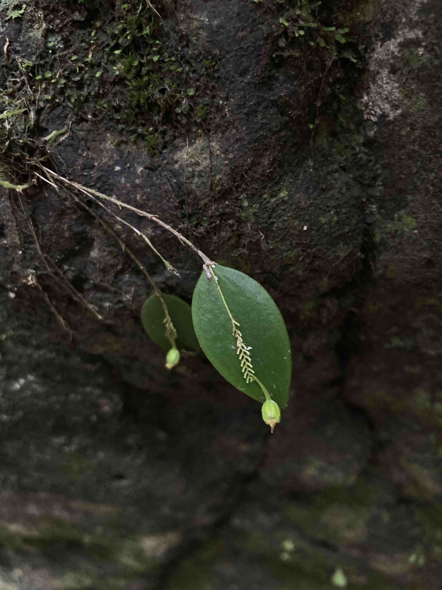 Image of rock babyboot orchid