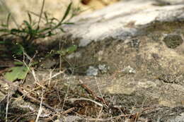 Image of Galium tenuissimum M. Bieb.