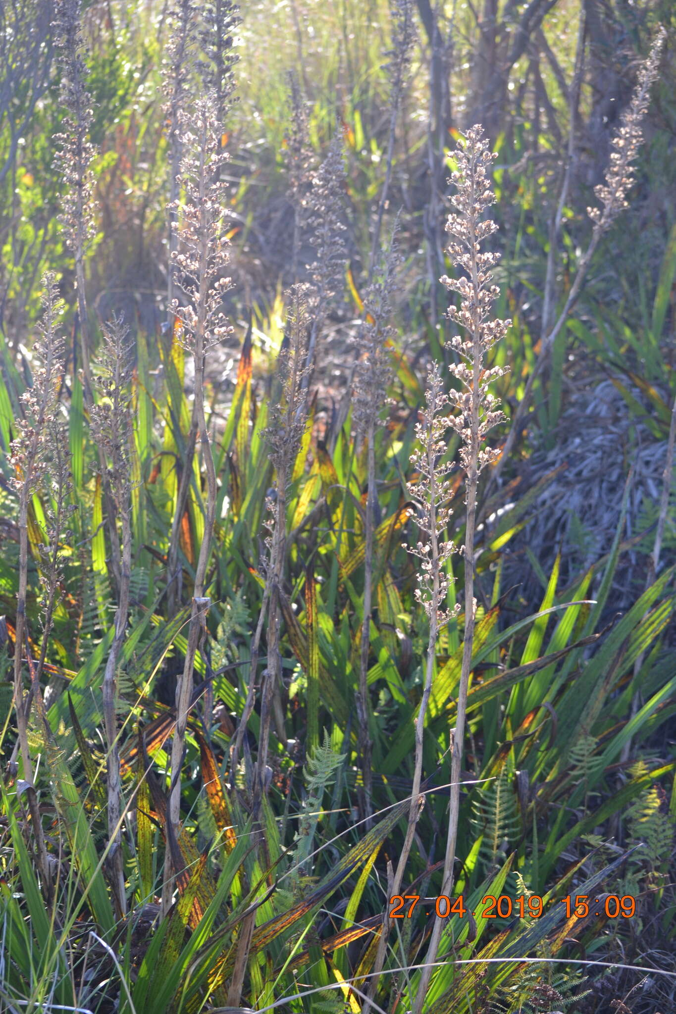 Image of Wachendorfia thyrsiflora Burm.