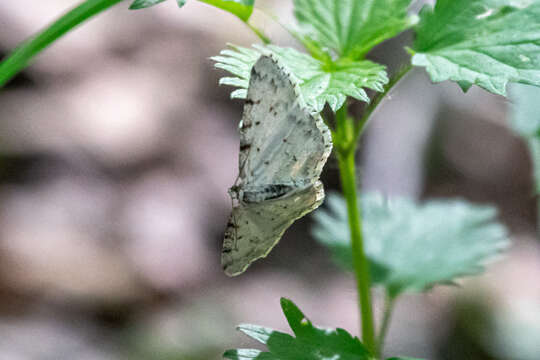 Aethalura punctulata Schiffermüller 1775 resmi