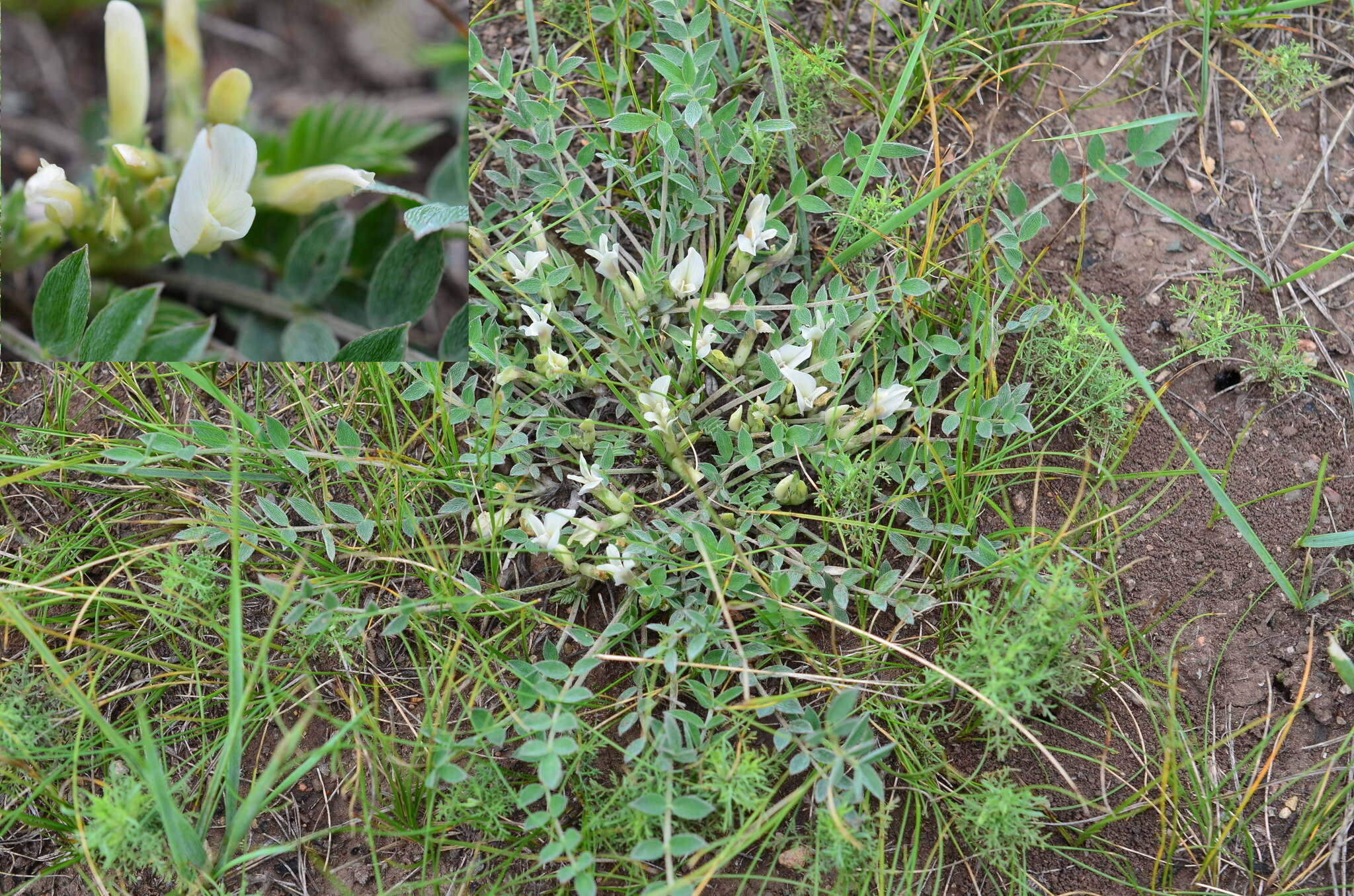 Image of Astragalus brevifolius Ledeb.