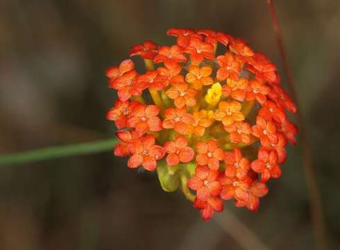 Image de Lasiosiphon rubescens