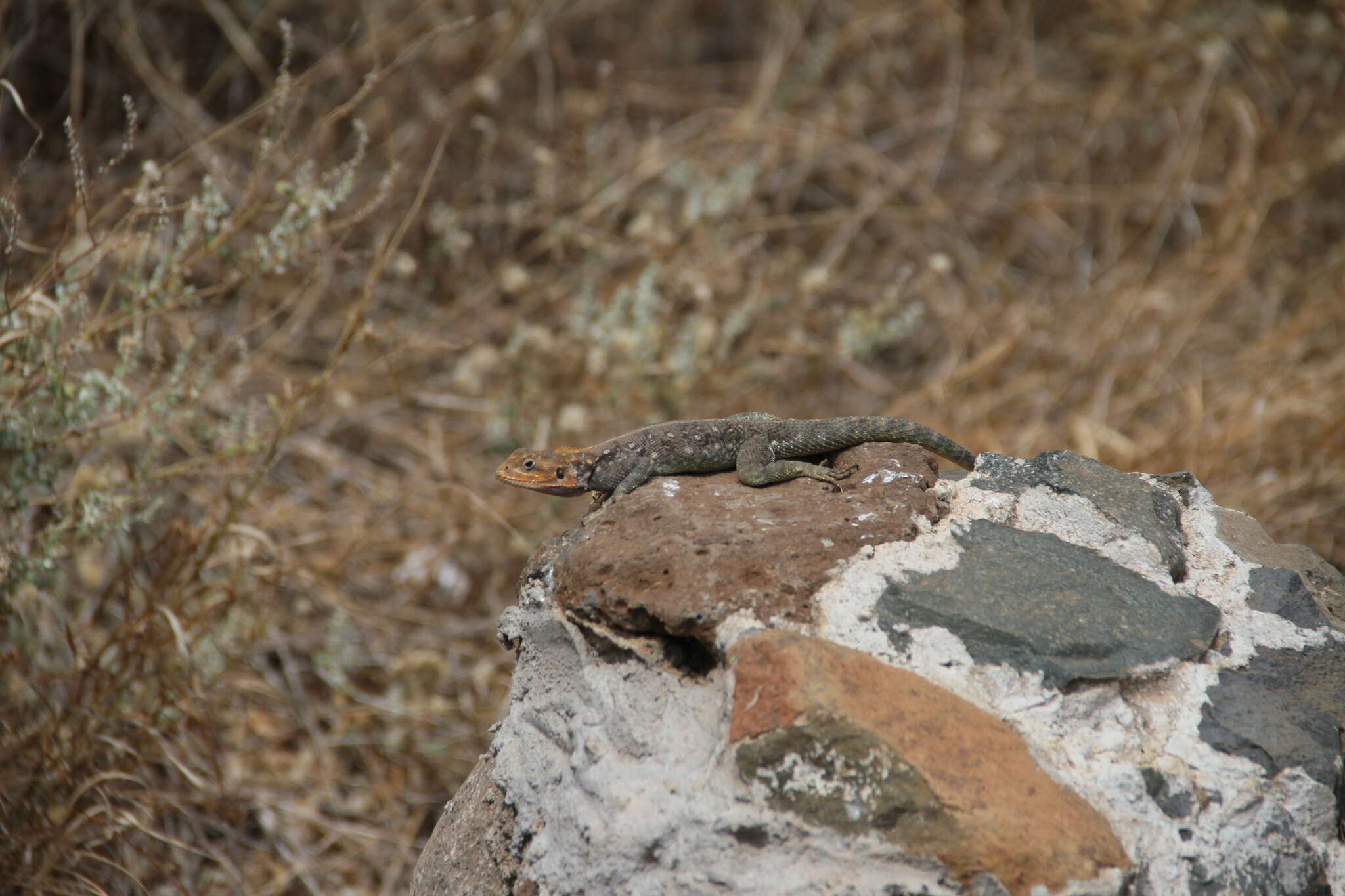 صورة Agama lionotus Boulenger 1896