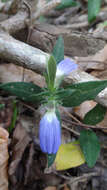 Cynarospermum asperrimum (Nees) K. Vollesen resmi