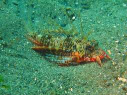 Image of Parapterois