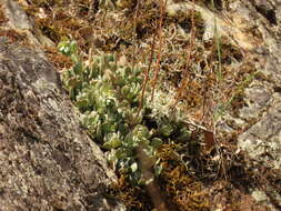 Imagem de Sedum moranii Clausen