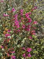 Image of San Jacinto beardtongue