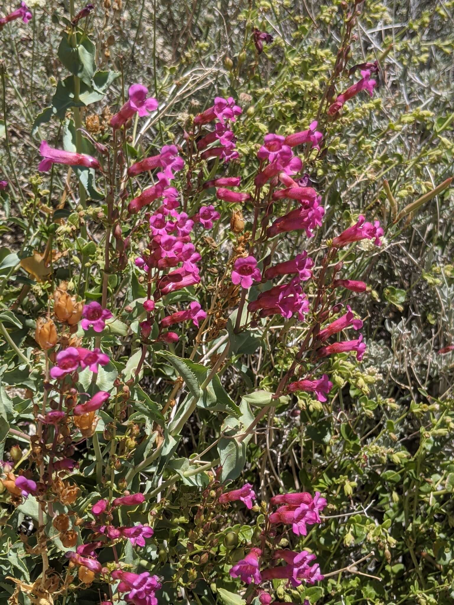 Image of San Jacinto beardtongue