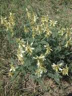 Imagem de Astragalus drummondii Dougl.