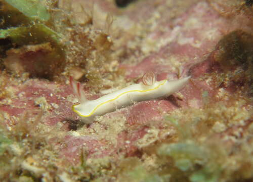 Image of Thorunna africana Rudman 1984