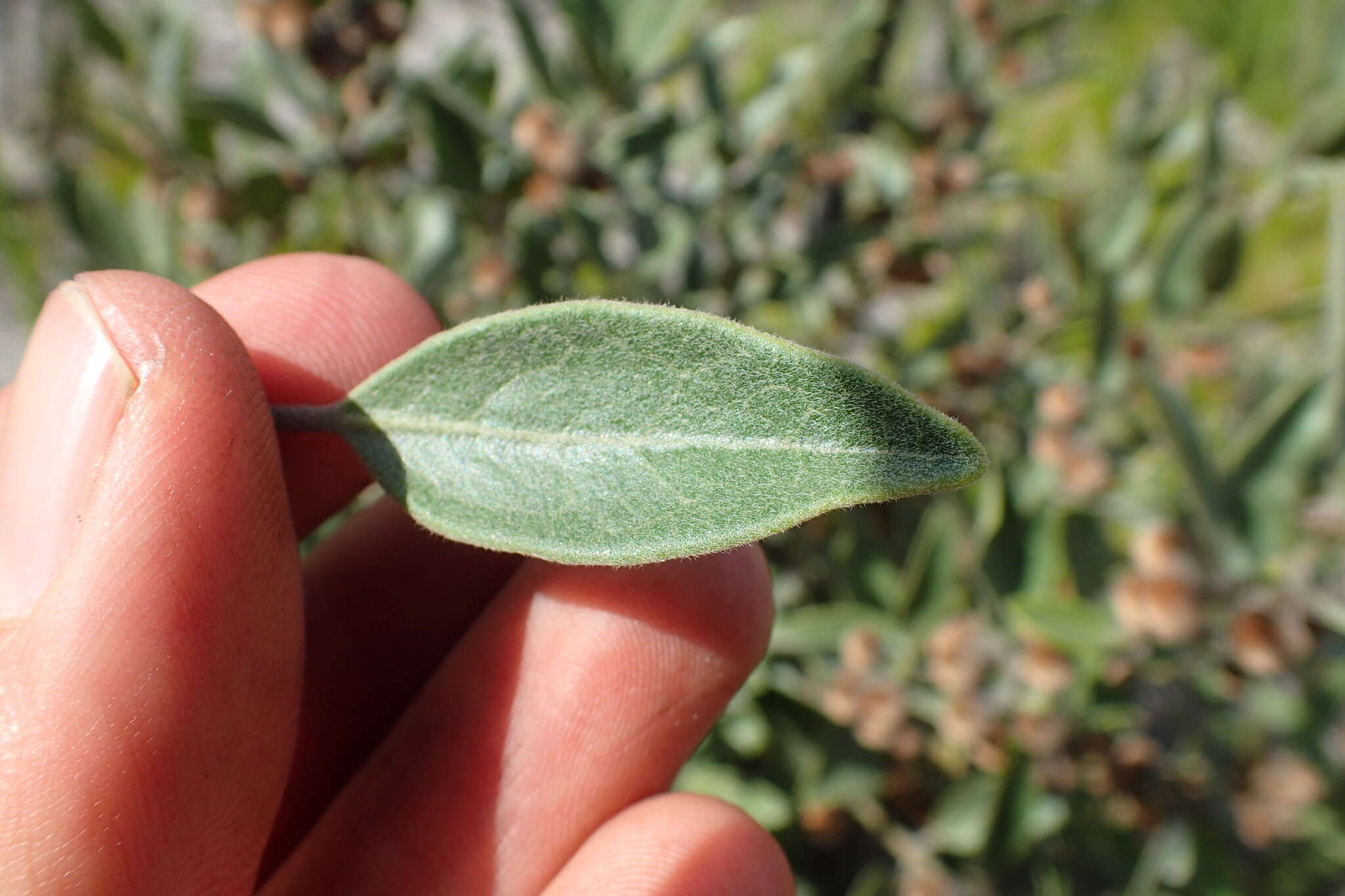 Image of Euclea polyandra (L. fil.) E. Mey. ex Hiern